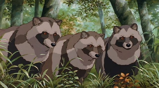 Raccoon Dog | The Parody Wiki | FANDOM powered by Wikia