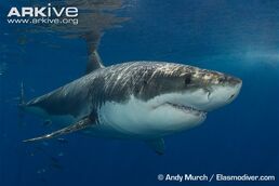 Shark