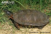 Wood-turtle-on-sand-side-view