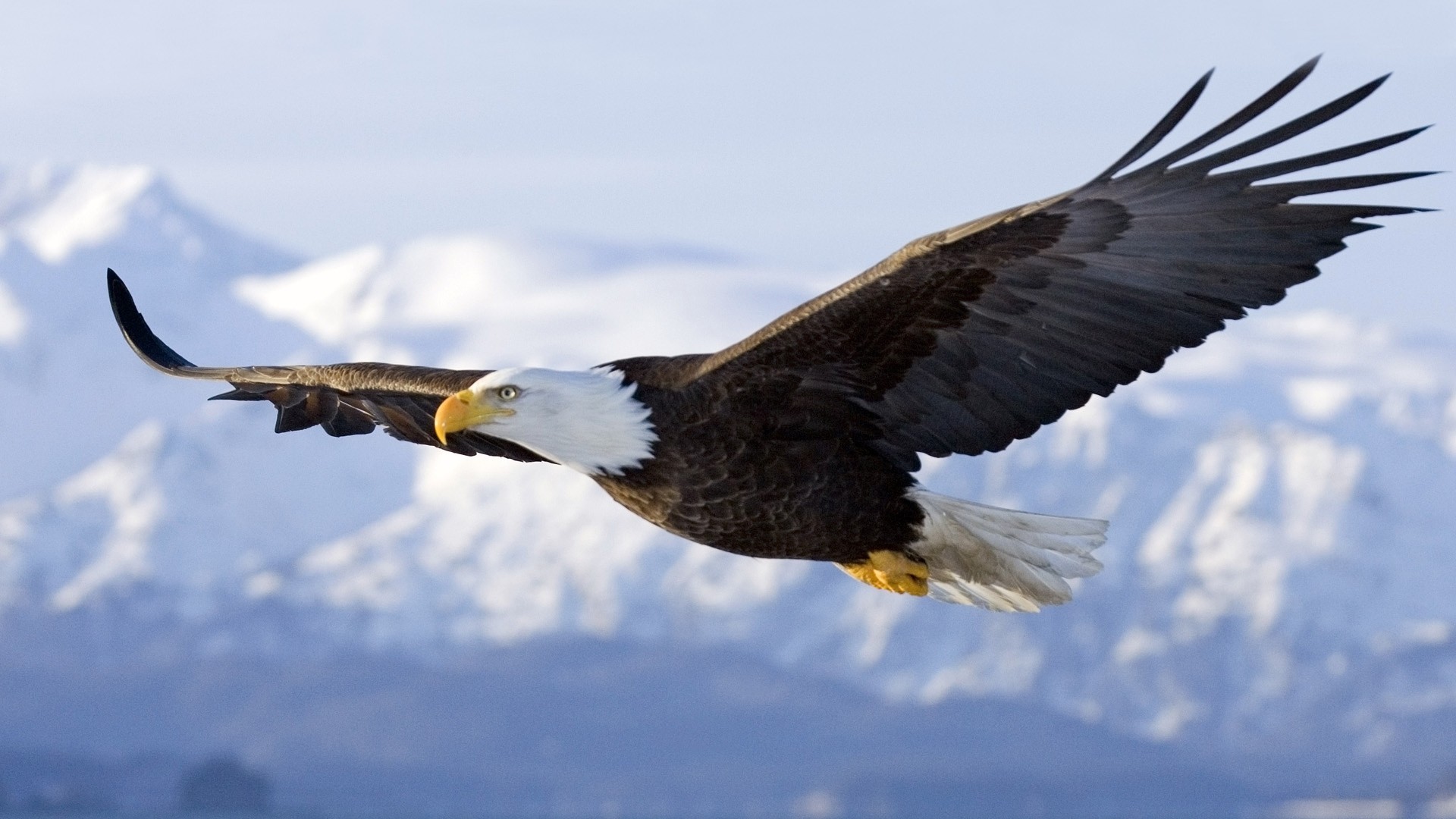 bald eagle the parody wiki fandom powered by wikia