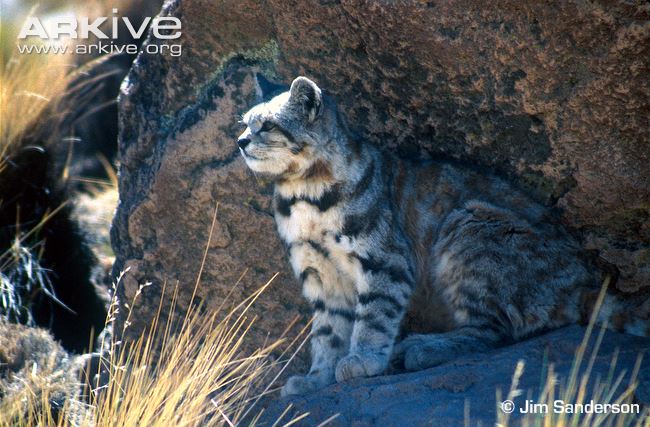 Andean Mountain Cat | The Parody Wiki | Fandom