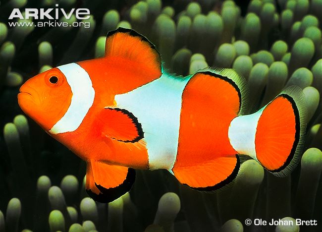 common clownfish the parody
