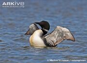 Loon, Common