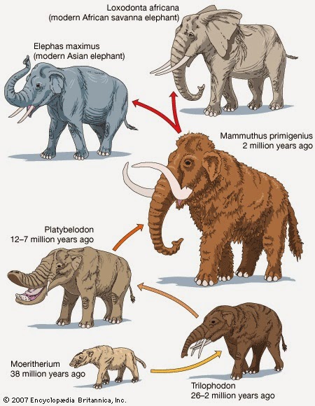 Image - Tale Of Elephants, Woolly Mammoths,Mastodons, Hippos, Rhinos