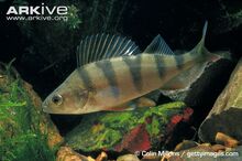 Perch-showing-markings