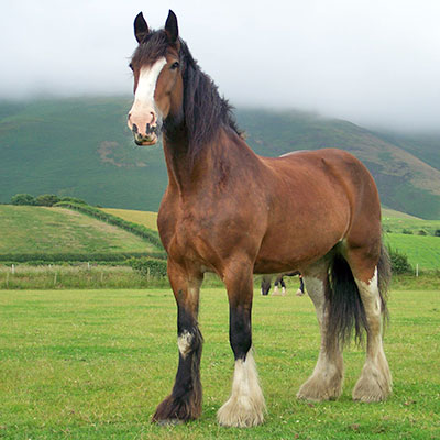 Paint Stallions In Uk Paint Stallions In Uk