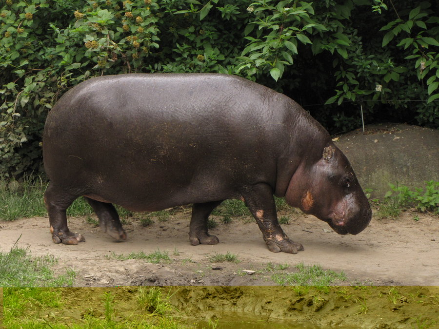 Hippopotamus | The Parody Wiki | Fandom