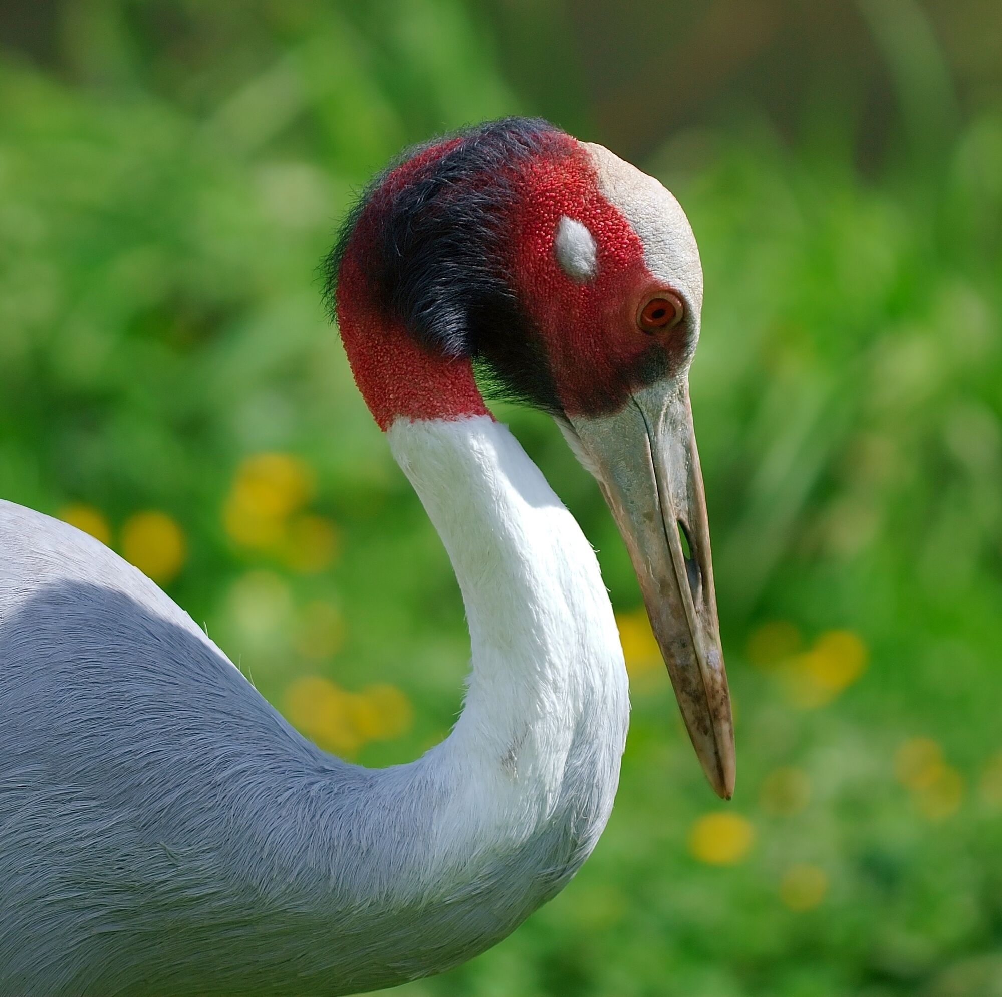 Sarus Crane - bird of elegance