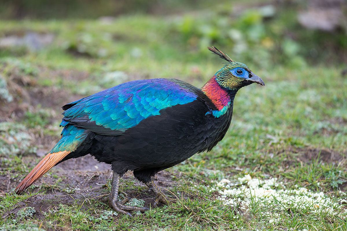 himalayan monal national bird