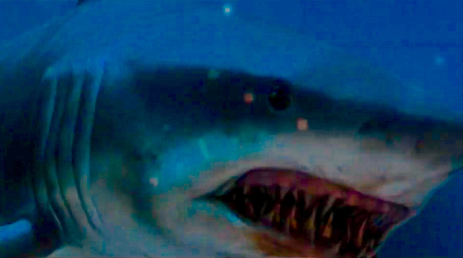 deep blue shark vidos
