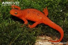 Terrestrial-red-eft-form-of-eastern-newt