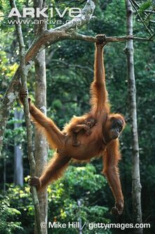 Bornean-orangutan-female-with-infant