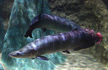 Arapaima 1 v2