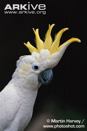 golden cockatoo