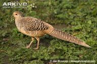 Female-golden-pheasant-walking