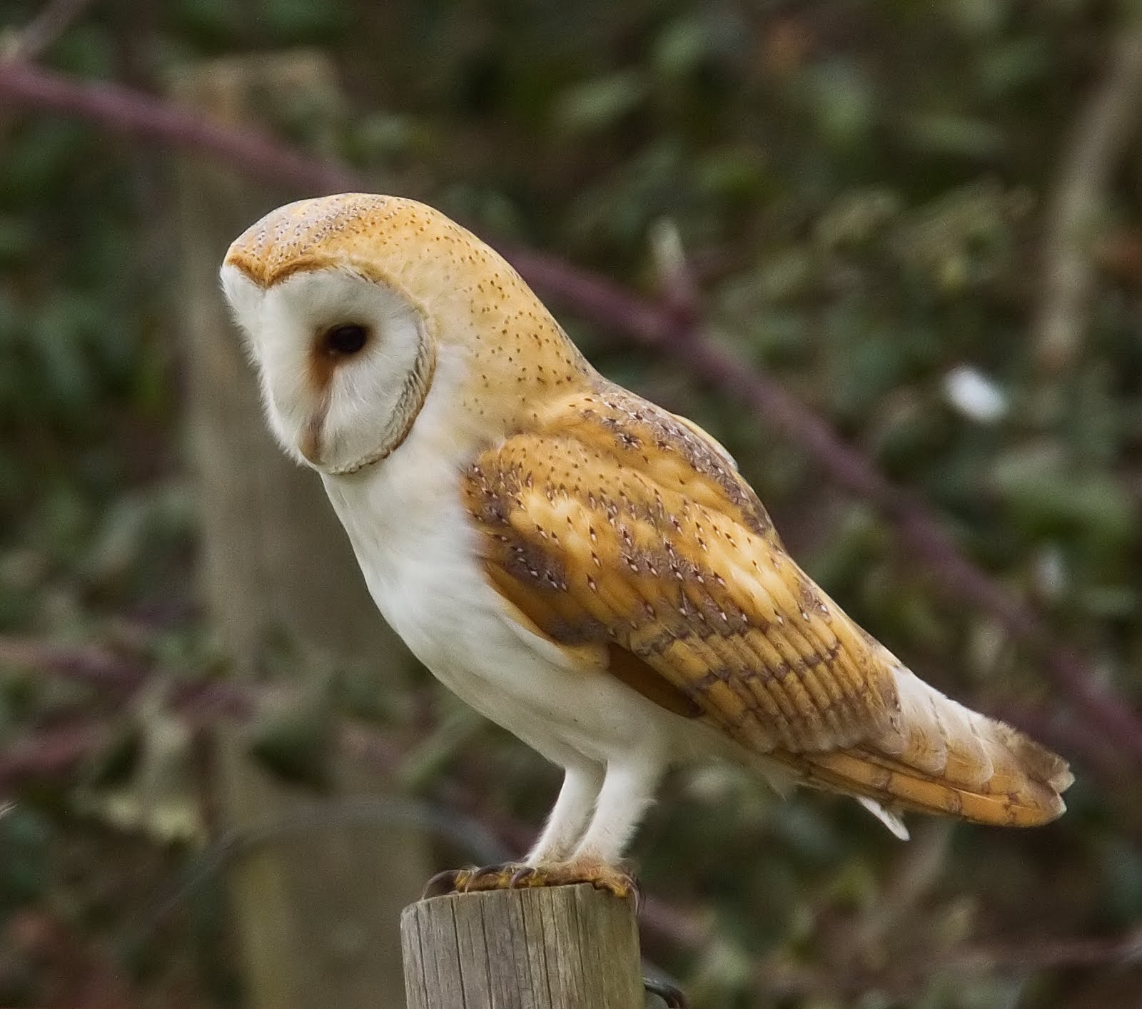 Barn Owl | The Parody Wiki | FANDOM powered by Wikia