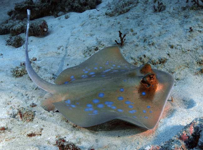 Bluespotted Stingray The Parody Wiki FANDOM powered by