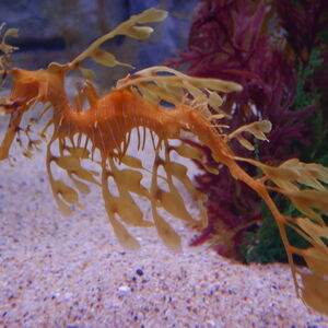 Leafy Sea Dragon The Parody Wiki Fandom