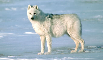 Arctic Wolf The Parody Wiki Fandom