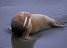800px-Walrus
