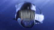 Barracuda Attacks