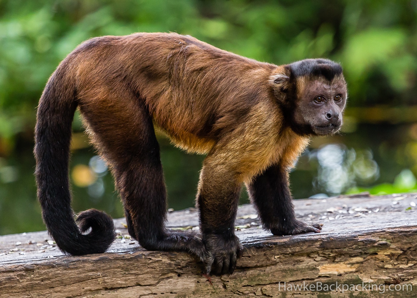 tufted capuchin the parody