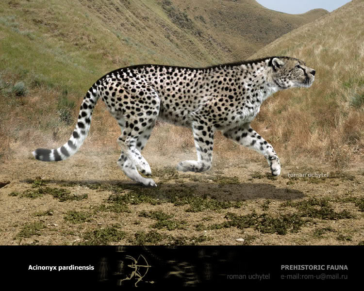 Image - Acinonyx-pardinensis.jpg | The Parody Wiki | FANDOM powered by ...