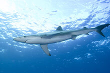 Blue shark