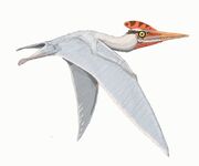 Germanodactylus 9139