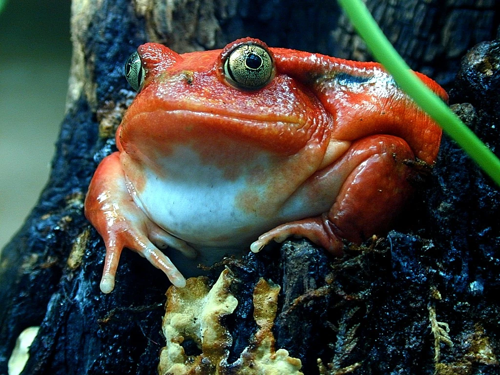 Tomato Frog The Parody Wiki FANDOM powered by Wikia