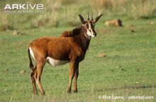 Female-Roosevelts-sable