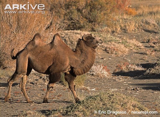 Wild Bactrian Camel | The Parody Wiki | FANDOM powered by Wikia