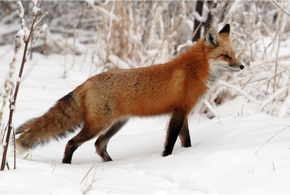 Ring Tailed Fox Ring Tailed Fox