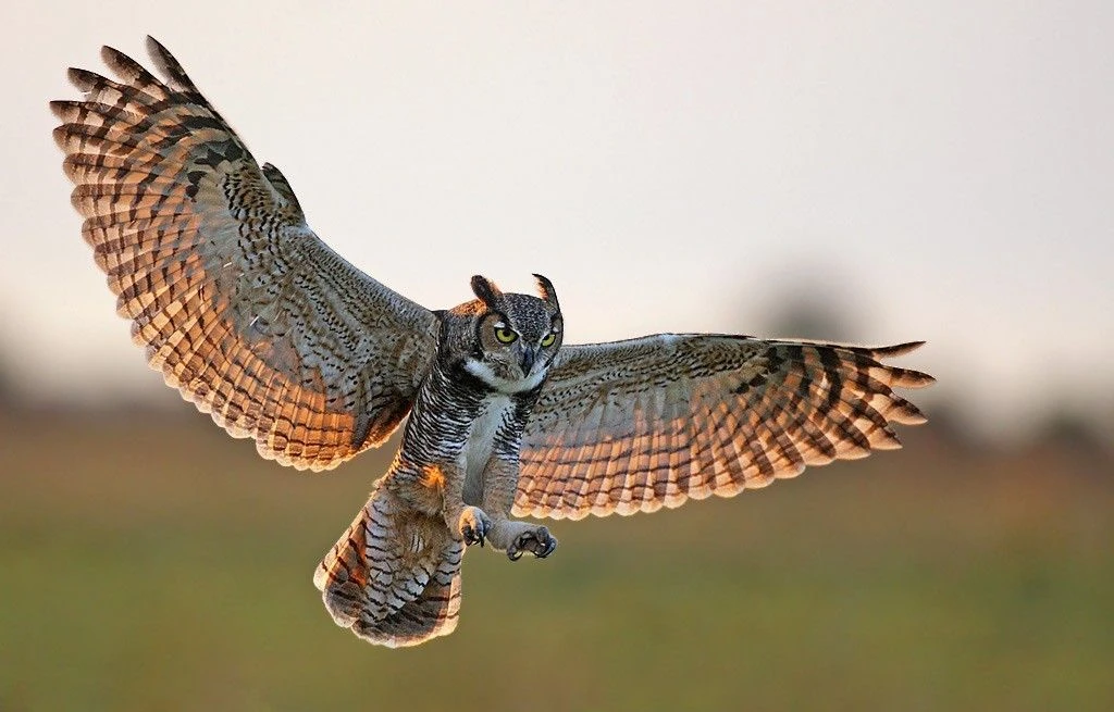 Great Horned Owl | The Parody Wiki | FANDOM powered by Wikia