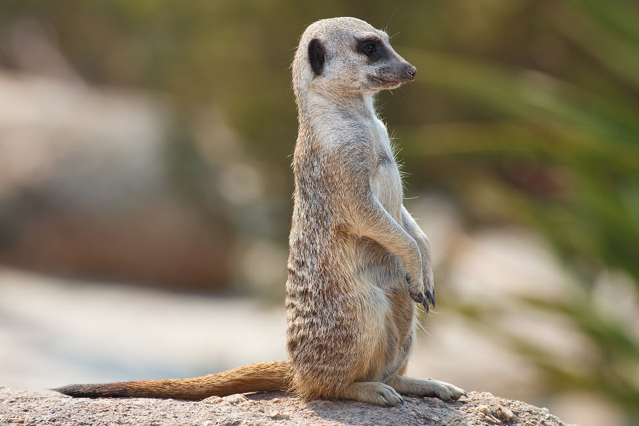 Meerkat  The Parody Wiki  FANDOM powered by Wikia