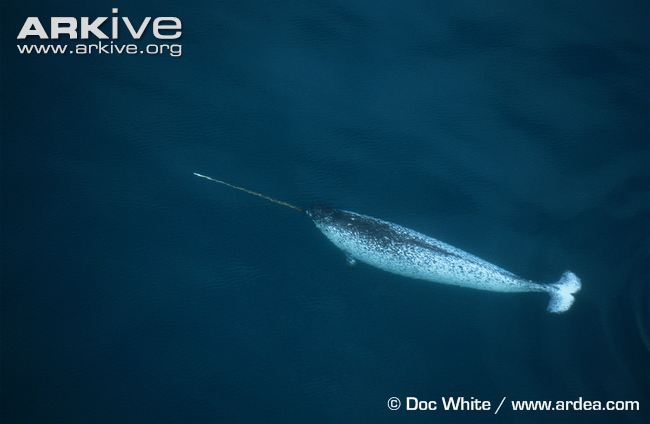 narwhal the parody wiki