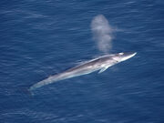 Whale, fin