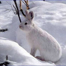 Snowshoe Hare The Parody Wiki Fandom