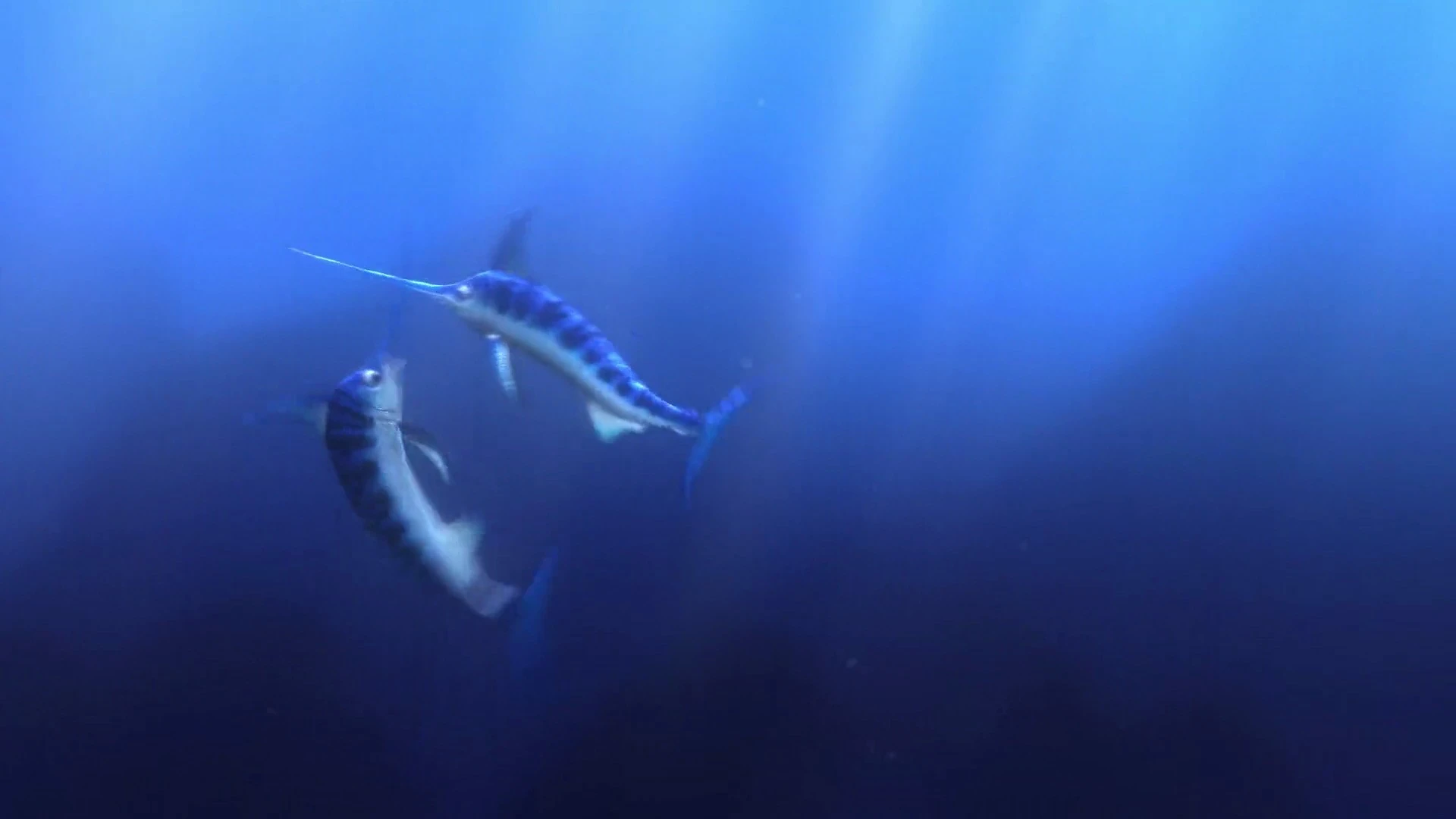 Swordfish (Finding Nemo) The Parody Wiki Fandom