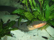Electric-eel