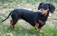 Short-haired-dachshund