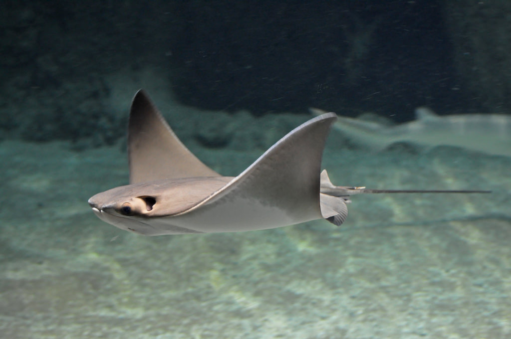 Cownose Ray The Parody Wiki FANDOM powered by Wikia