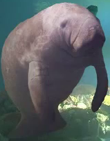 Manatee Profanity Manatee