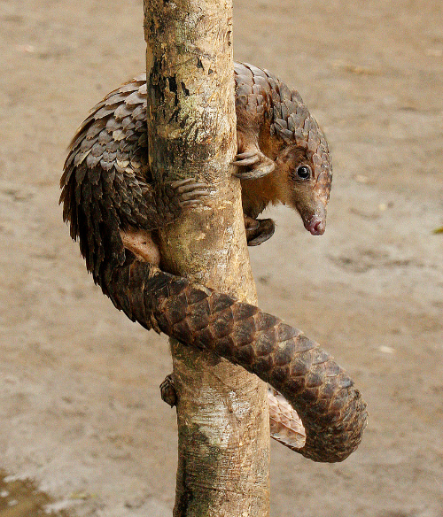Tree Pangolin | The Parody Wiki | FANDOM powered by Wikia