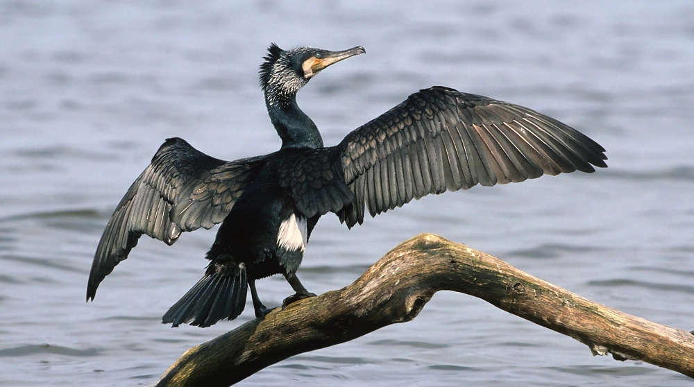 Great Cormorant The Parody Wiki FANDOM powered by Wikia