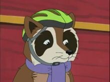 Raccoon