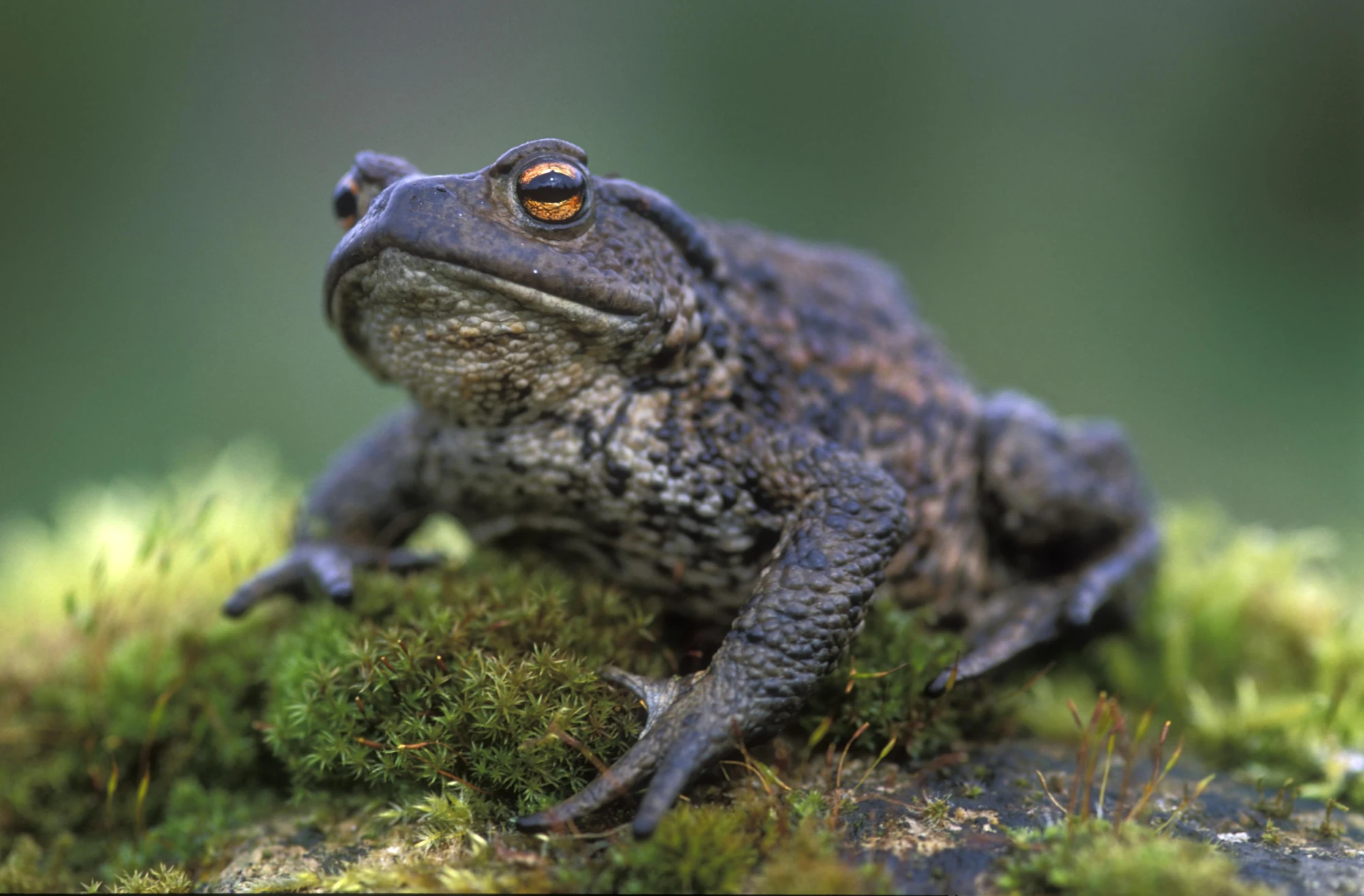 Common Toad The Parody Wiki FANDOM powered by Wikia