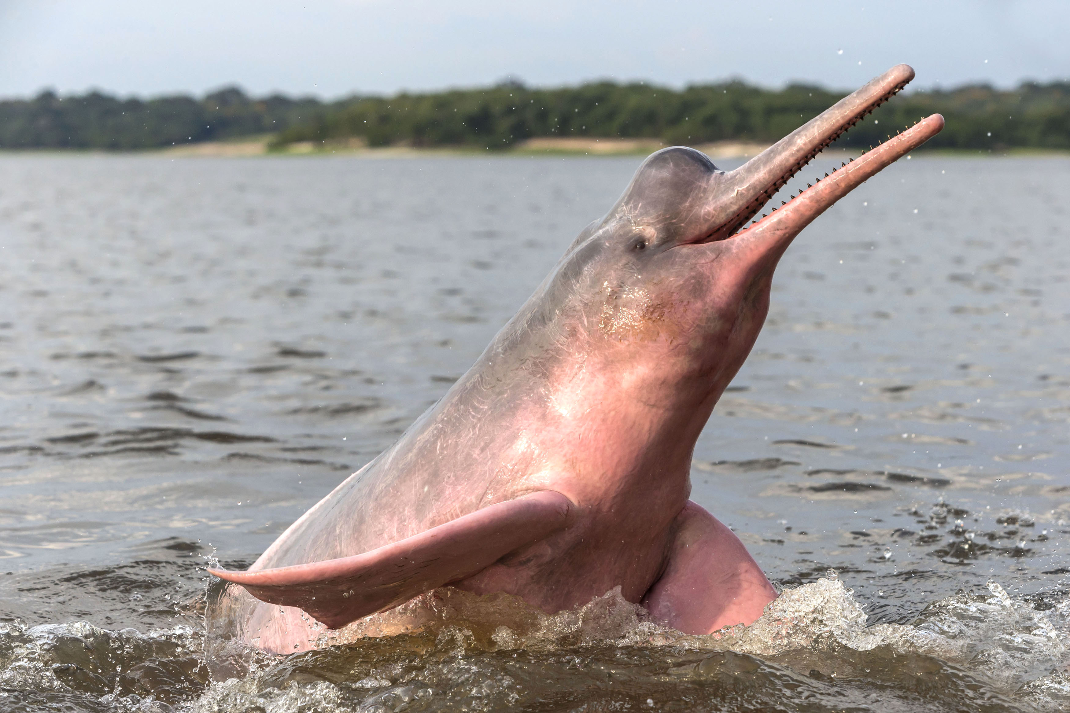Amazon River Dolphin | The Parody Wiki | Fandom