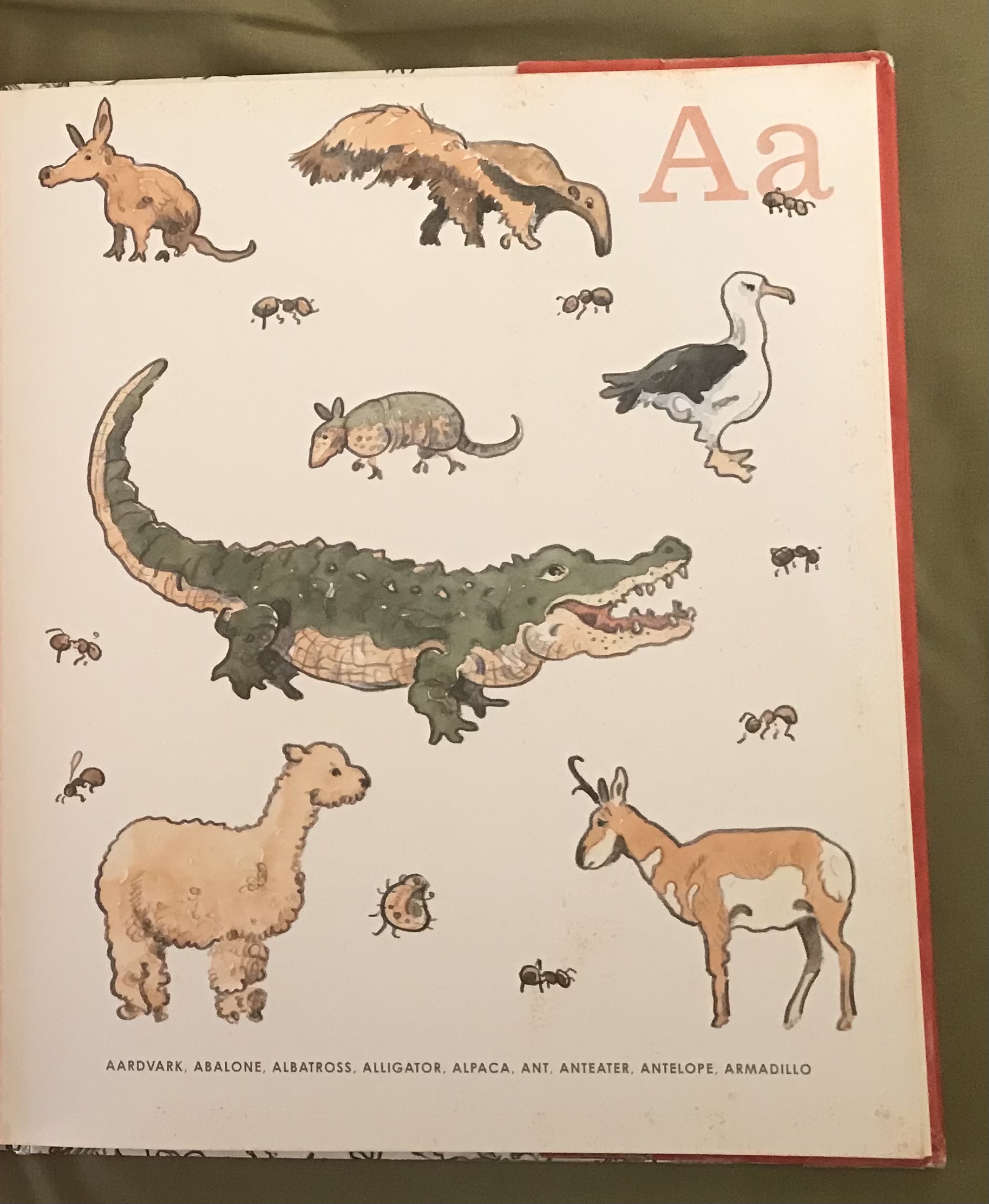 List of Species in 8: An Animal Alphabet | The Parody Wiki ...