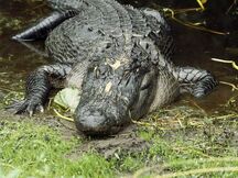 Alligator